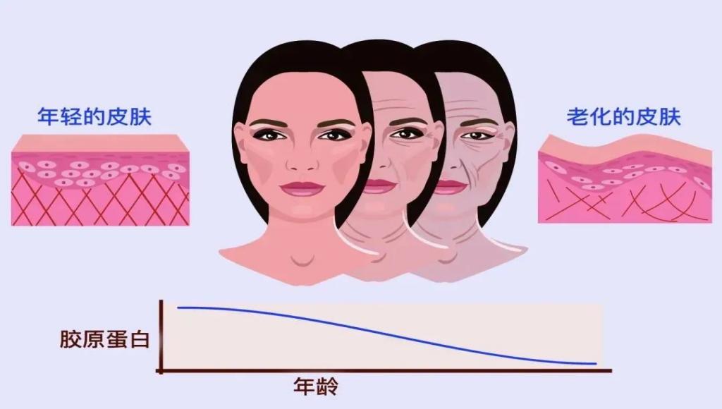 “皮肤的软黄金”——重组人源化Ⅲ型胶原蛋白