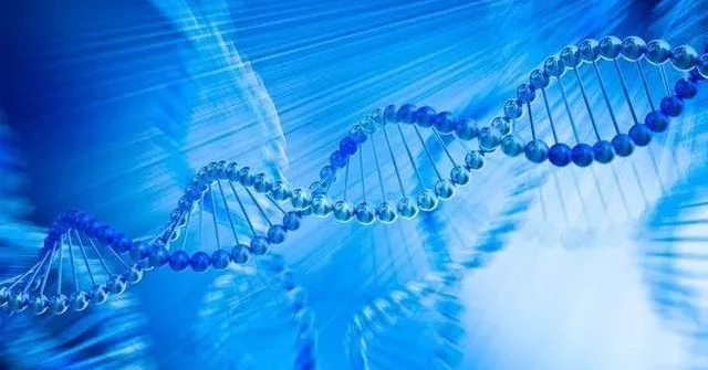 走进胶原蛋白家族之——人源Ⅲ型胶原蛋白